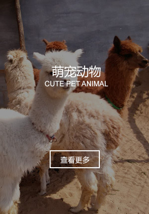 萌宠动物
