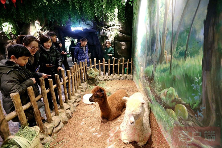 萌宠动物