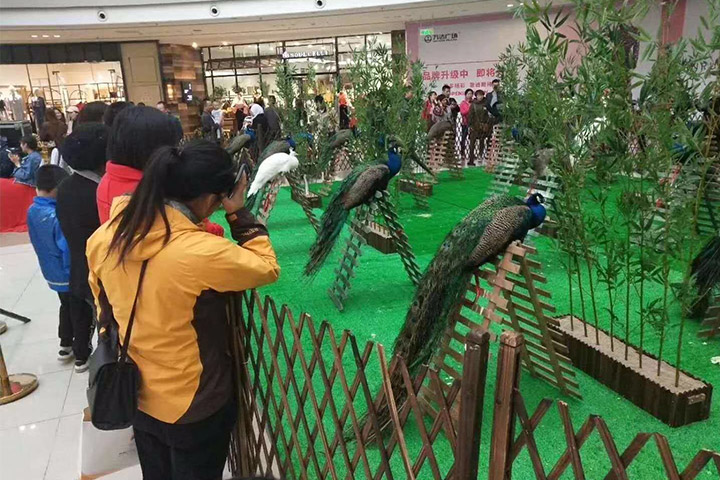 萌宠动物