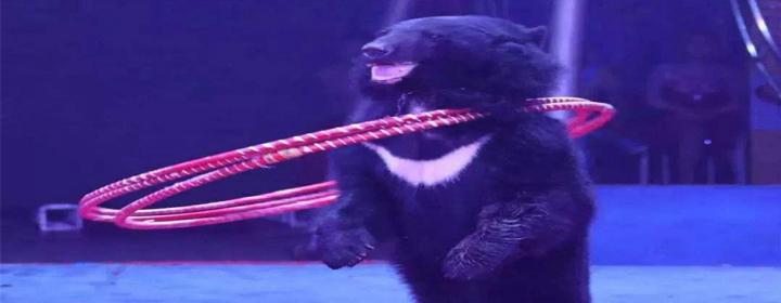 狗熊表演