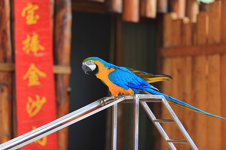 金刚鹦鹉