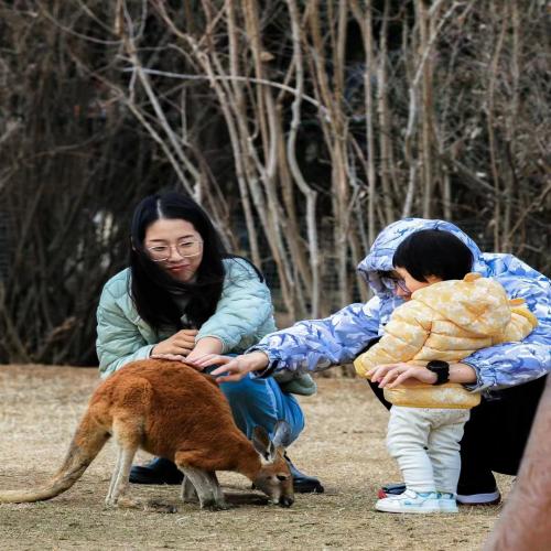 萌宠动物