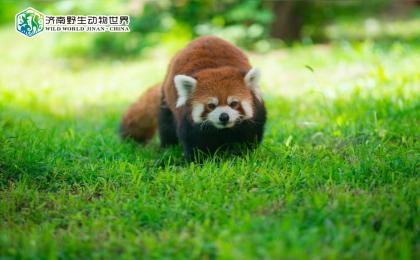 萌宠动物
